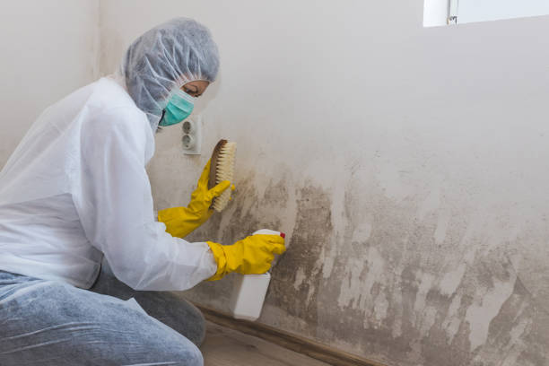 Best Water Damage & Mold Remediation  in Trinity, FL