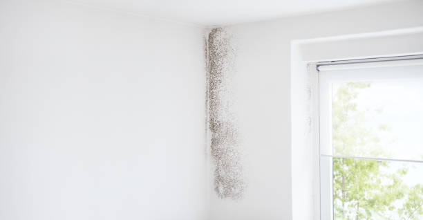  Trinity, FL Mold Removal Pros