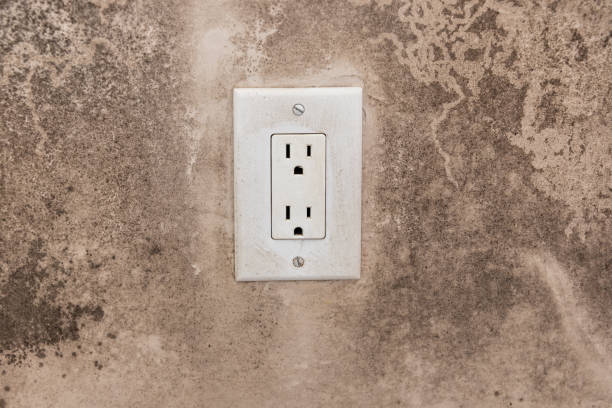 Best Attic Mold Removal  in Trinity, FL