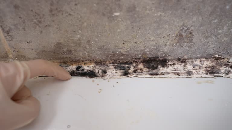 Best Emergency Mold Remediation  in Trinity, FL