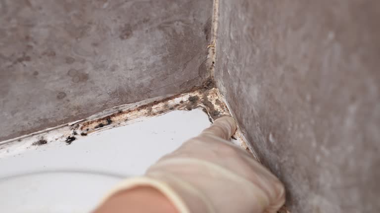Best Commercial Mold Inspection  in Trinity, FL